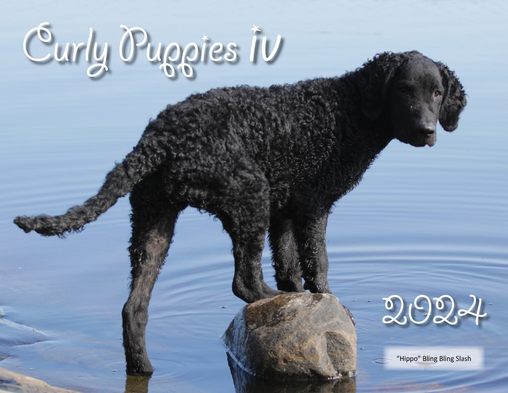 Calendar Cover "Curly Puppies IV"