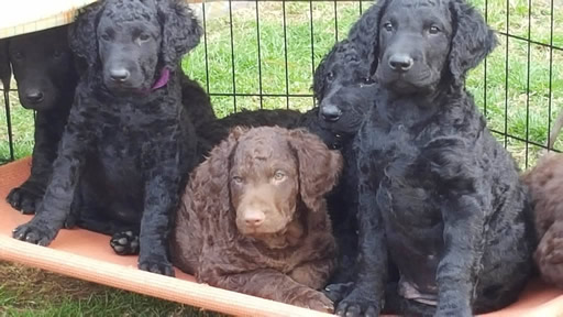 are curly coated retriever puppies lazy